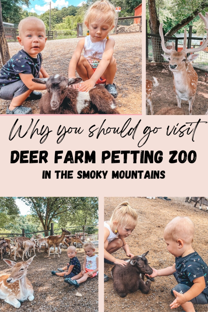 Deer Farm Petting Zoo Attractions in Sevierville Smoky Mountains Pigeon Forge Gatlinburg family friendly kids things to do